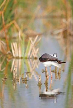 Winged stilt Stock Photos