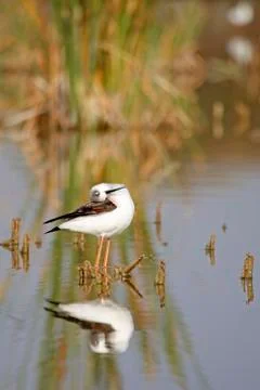 Winged stilt Stock Photos