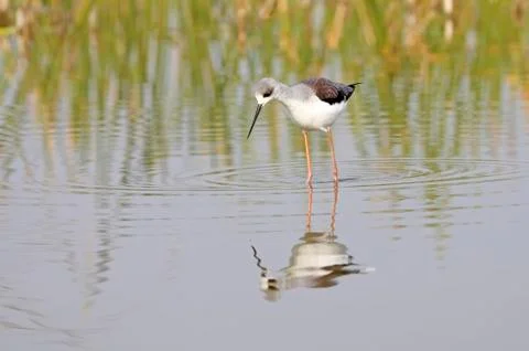 Winged stilt Stock Photos