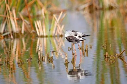 Winged stilt Stock Photos
