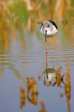 Winged stilt Stock Photos
