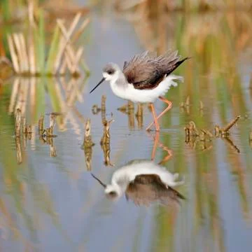 Winged stilt Stock-Fotos