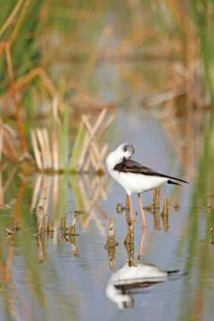 Winged stilt Stock-Fotos