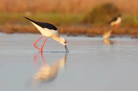Winged stilt Stock Photos
