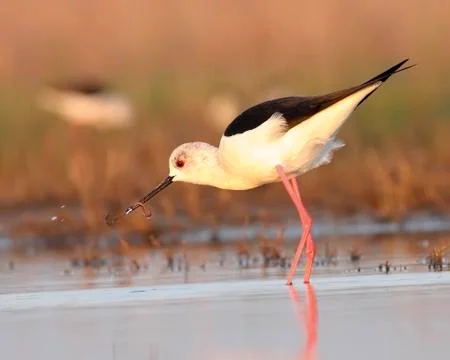 Winged stilt Stock Photos