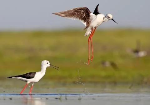 Winged stilt Stock Photos