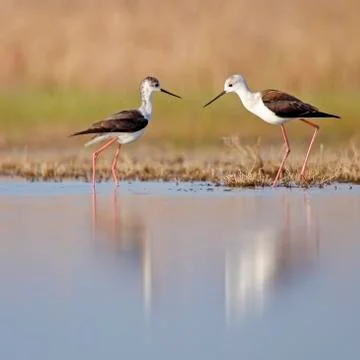 Winged stilt Stock Photos