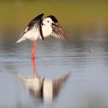 Winged stilt Stock Photos
