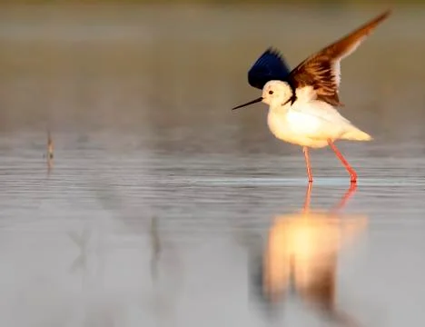 Winged stilt Stock Photos