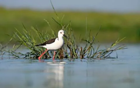 Winged stilt Stock Photos