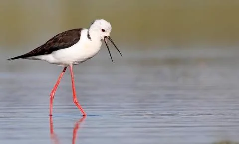 Winged stilt Stock Photos