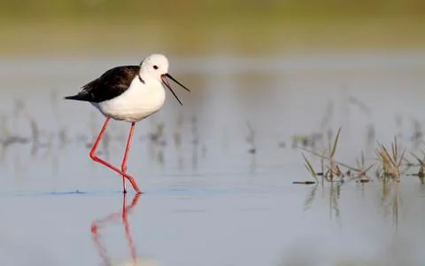 Winged stilt Stock Photos