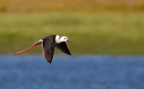 Winged stilt Stock Photos