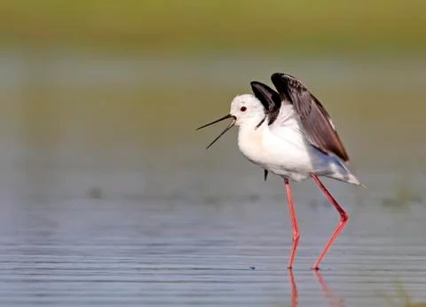 Winged stilt Stock Photos