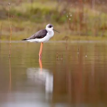 Winged stilt Stock Photos