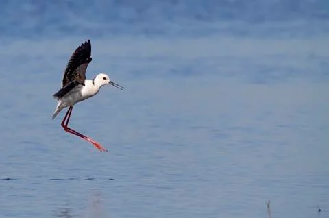 Winged stilt Stock Photos