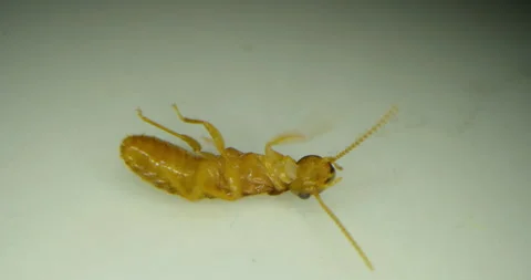 Winged termite, Cryptotherm, an inverted insect lying on its back on a tiled Stock Footage 296259478