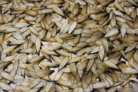 Winged termite Stock Photos