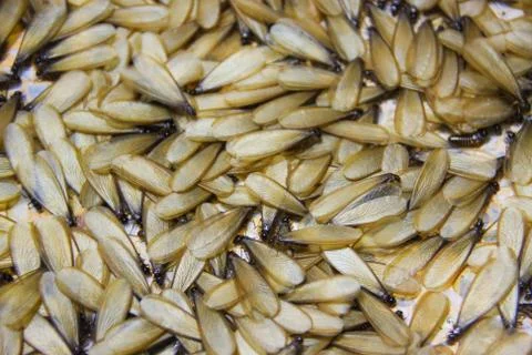 Winged termite Stock Photos