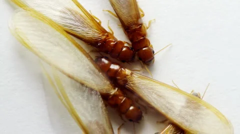 Winged Termites Close Up (HD) Stock Footage 3980823