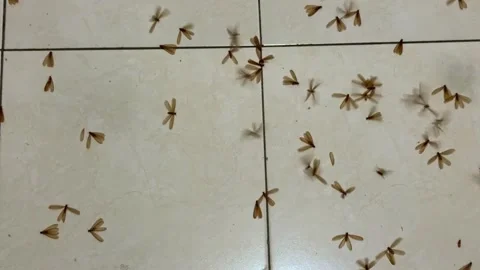 Winged termites crawling and flying on ceramic floor tiles. Stock Footage 325020434