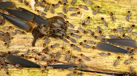 Winged termites emerging from nest Stock Footage 2529396