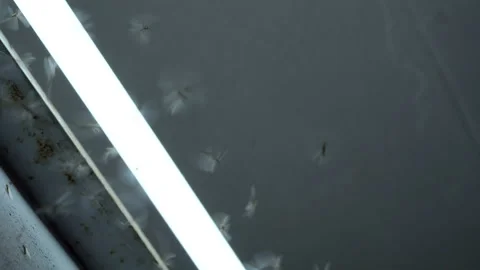 Winged Termites flying around the florescent light Stock Footage 232287624