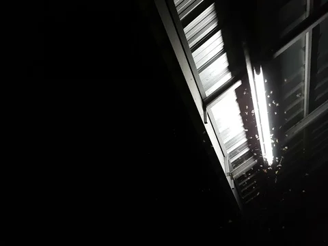 Winged Termites Flying around fluorescent light in the garage at night Stock Footage 75756538