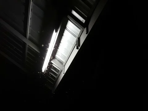 Winged termites flying around fluorescent light in the night Stock Footage 75841896