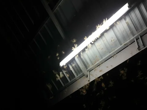 Winged Termites flying around fluorescent light in the night Stock Footage 75945723