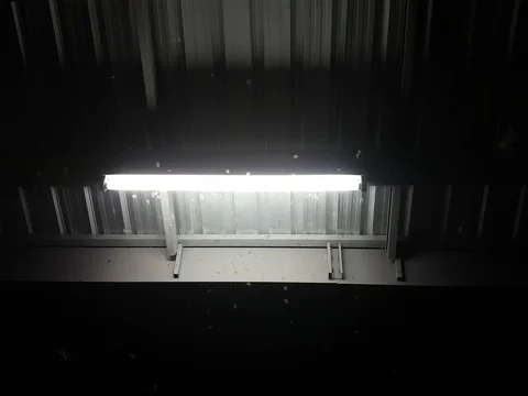 Winged Termites Flying around fluorescent light in the night Stock Footage 76843475