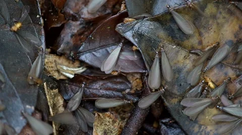 Winged termites on the forest ground Stock Footage 50455325