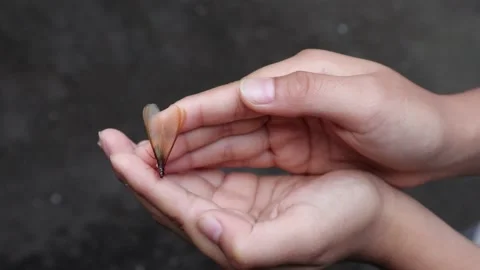 Winged termites land on hands. Stock Footage 164361497