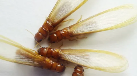 Winged Termites Over White (HD) Stock Footage 3980680