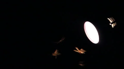 Winged Termites playing the light of desk lamp in the dark background Stock Footage 67310540