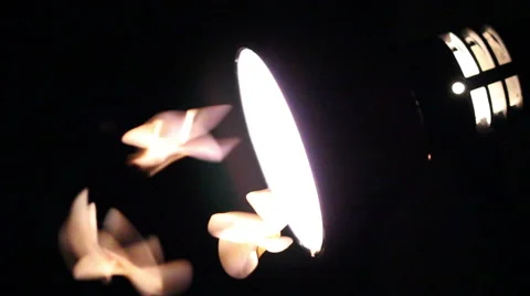 Winged Termites playing the light of desk lamp in the dark background Stock Footage 67311374