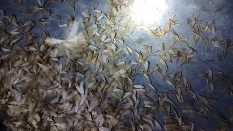 WingedTermite Video stock 276908313