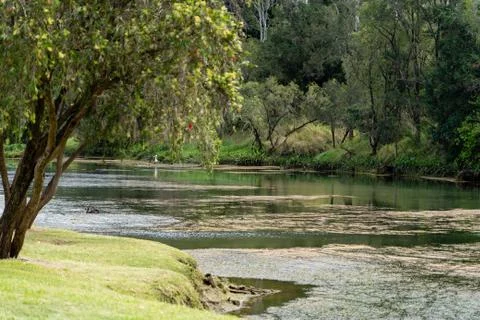 Winging river with tree Stock Photos