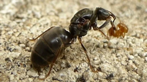 Wingless queen ant tries frantically to remove a tiny brown ant 2 of 6 Stock Footage