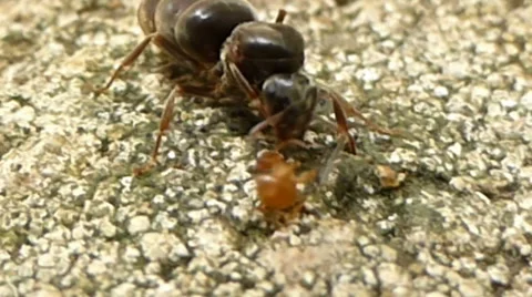 Wingless queen ant trying to get tiny brown ant off her antenna 6 of 6 Stock Footage 43458827