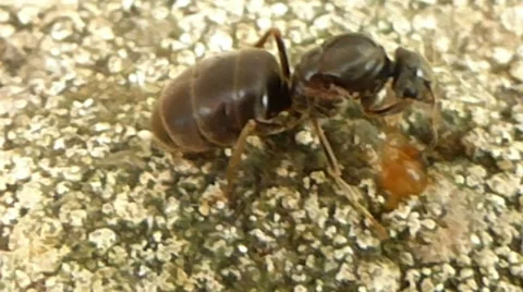 Wingless queen ant trying to get tiny brown ant off her antenna 5 of 6 Stock Footage 43461524