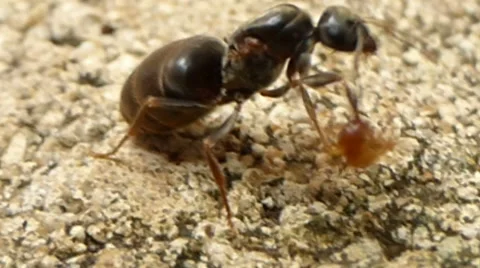Wingless queen ant trying to get tiny brown ant off her antenna 4 of 6 Stock Footage 43469211