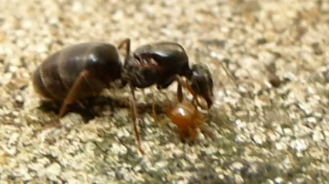 Wingless queen ant trying to get tiny brown ant off her antenna 3 of 6 Stock Footage 43484569