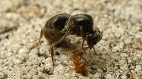 Wingless queen ant trying to get tiny brown ant off her antenna 1 of 6 Stock Footage 43498685