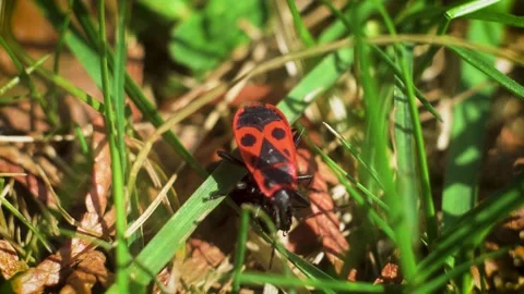 Wingless redbug in green grass try to fight with black bug. Pyrrhocoris apterus Video stock 183266051