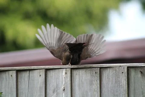 Wings of a bird Stock Photos