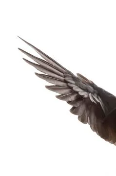 Wings of bird on white background Stock Photos