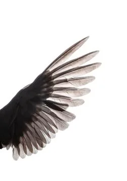 Wings of bird on white background Stock Photos