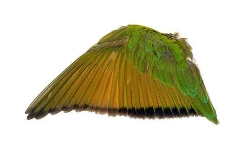 Wings of birds on white background Stock Photos