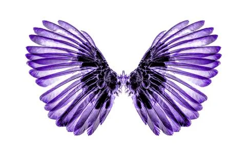 Wings of birds on white background Stockfoto's